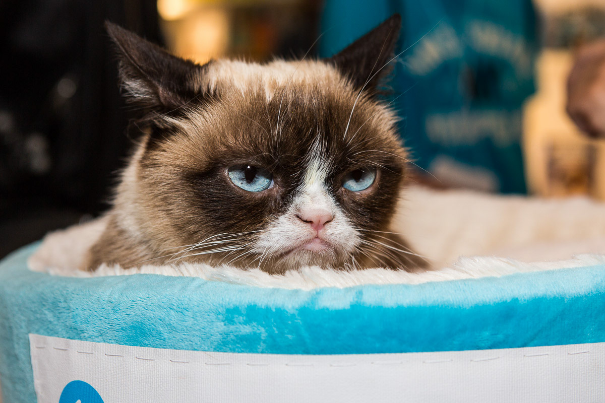 cat_grumpy